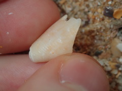 Conus anemone