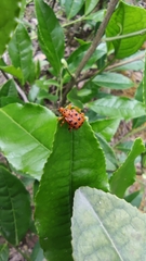 Agomadaranus pardaloides