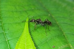 Neoponera aenescens
