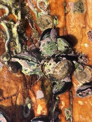 Scutellastra granularis