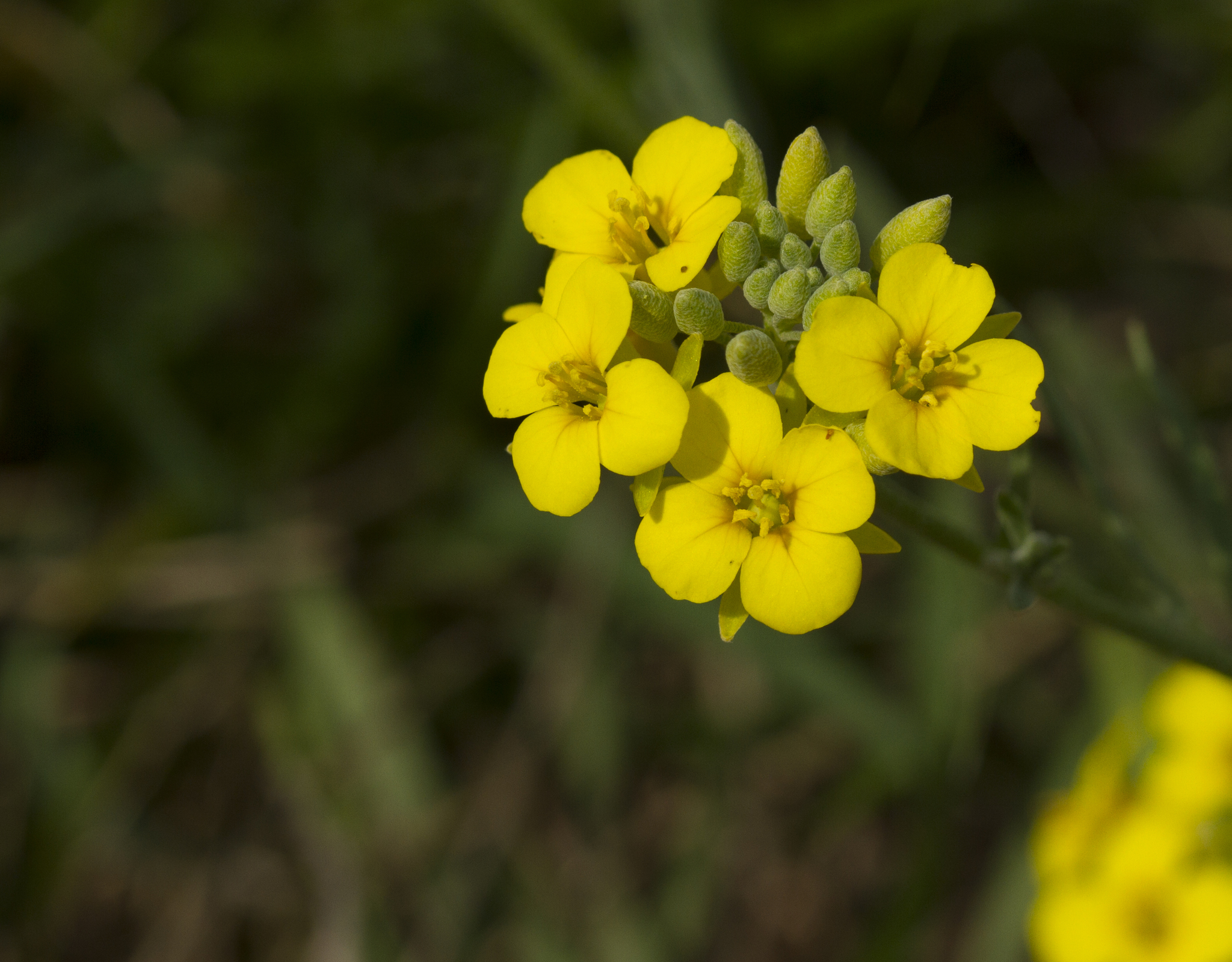 Physaria fendleri