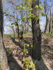 Acer platanoides