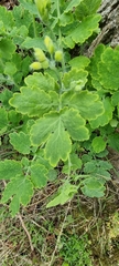 Chelidonium majus