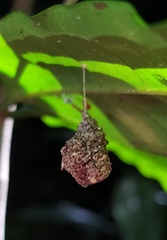 Microstigmus