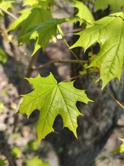 Acer platanoides