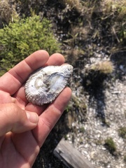 Scutellastra cochlear