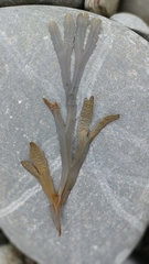 Fucus serratus