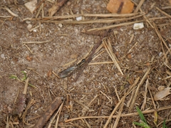 Xanthostigma xanthostigma