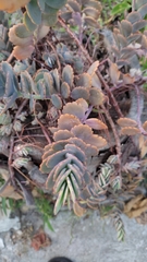 Bryophyllum