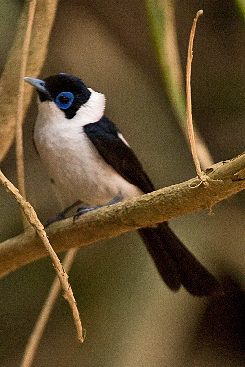 Frill-necked Monarch (Arses lorealis) photo