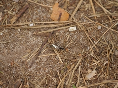 Xanthostigma xanthostigma