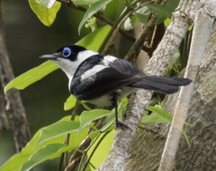 Frill-Necked Monarch photo 3