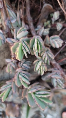 Bryophyllum