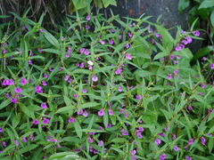 Impatiens tomentosa
