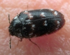 Paranovelsis aequalis