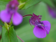 Impatiens tomentosa
