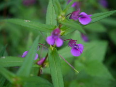 Impatiens tomentosa