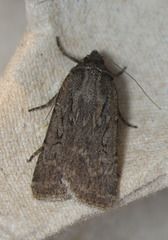 Spaelotis unicava