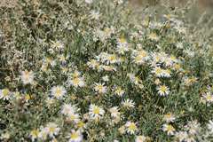 Olearia pimeleoides