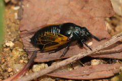 Mogannia cyanea
