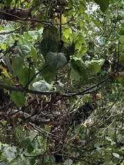 Dombeya wallichii