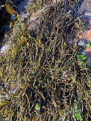 Brassicophycus sisymbrioides