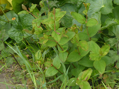 Hypericum inodorum