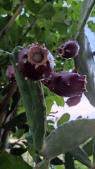 Opuntia cochenillifera