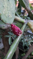 Opuntia cochenillifera