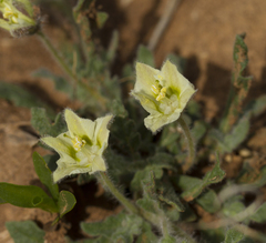 Chamaesaracha sordida