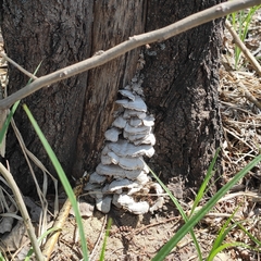 Fungi