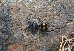 Hoplomutilla pardalis