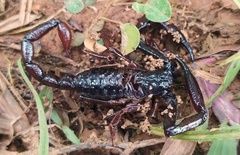 Chactas vanbenedenii