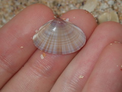 Mactra pusilla