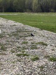 Corvus monedula