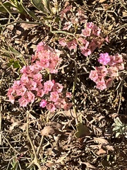 Limonium peregrinum