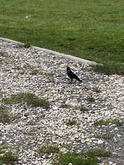 Corvus monedula