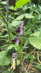 Ophrys lunulata