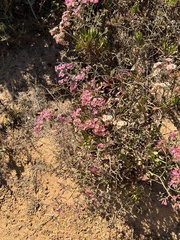 Limonium peregrinum