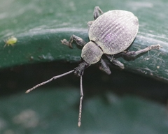 Otiorhynchus pseudonothus