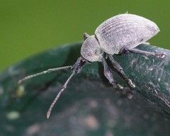 Otiorhynchus pseudonothus