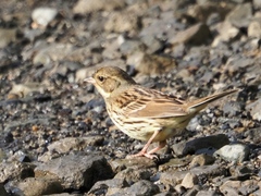Emberiza personata