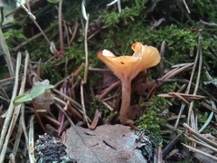 Rhizocybe