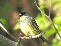 Emberiza personata
