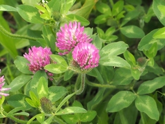 Trifolium pratense