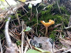 Rhizocybe