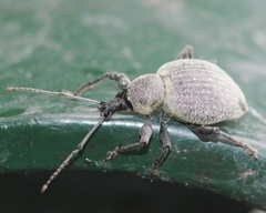 Otiorhynchus pseudonothus