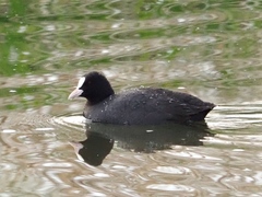 Fulica atra
