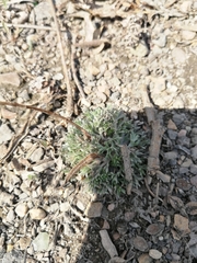 Artemisia