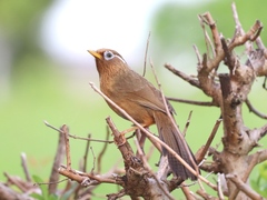 Garrulax canorus